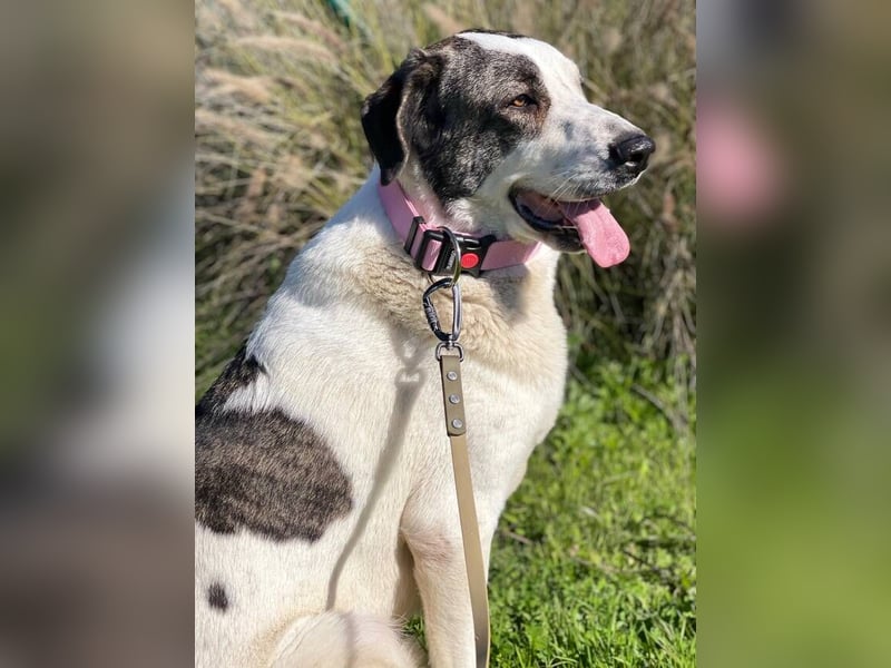 Nina (Spanien) – schüchterne Mastin-Hündin möchte dein Herz erobern