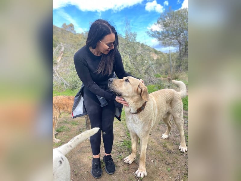 Big Ben (Spanien) – freundlicher Mastín-Riese mit goldenem Herzen sucht Zuhause