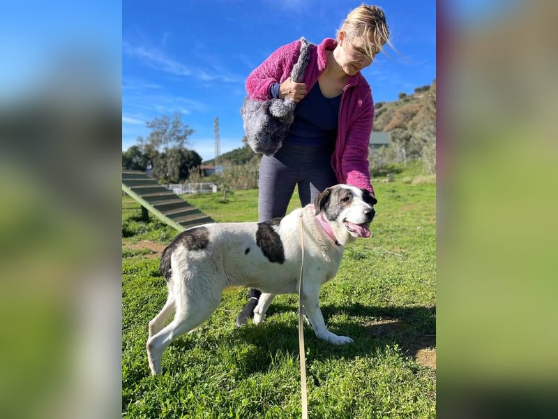 Nina (Spanien) – schüchterne Mastin-Hündin möchte dein Herz erobern