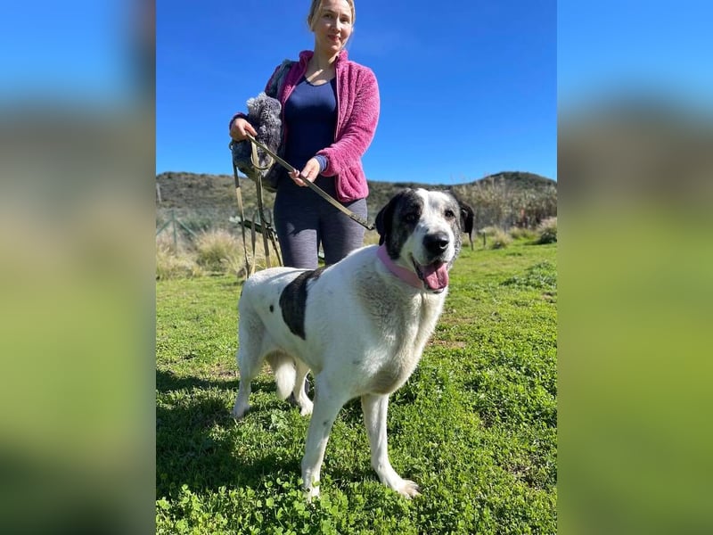 Nina (Spanien) – schüchterne Mastin-Hündin möchte dein Herz erobern