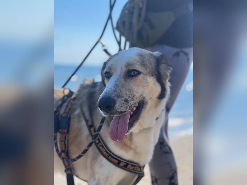Lua (Spanien) - sanfte Riesenpfote sucht Herzensmenschen