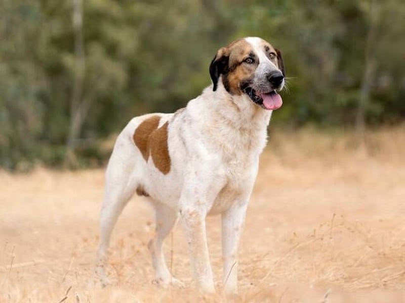 Turrón (Spanien) – wunderschöner Mastín sucht liebevolle Menschen