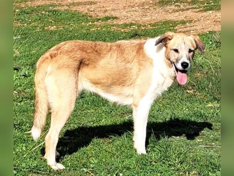 Imperia (Spanien) – eine wunderschöne Mastin-Hündin, die in ihrem neuen Zuhause aufblühen will