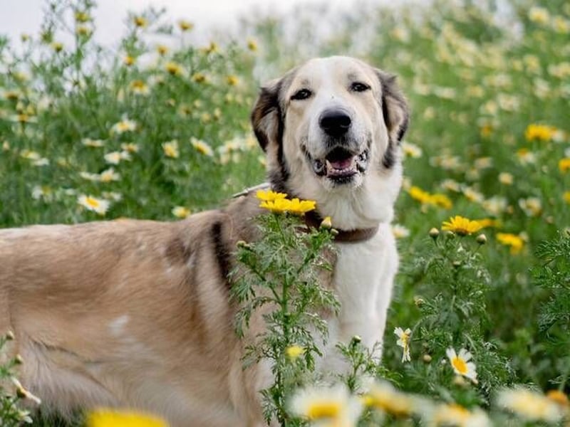 Lua (Spanien) - sanfte Riesenpfote sucht Herzensmenschen