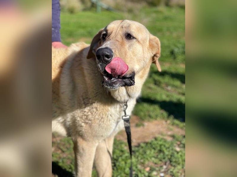 Big Ben (Spanien) – freundlicher Mastín-Riese mit goldenem Herzen sucht Zuhause