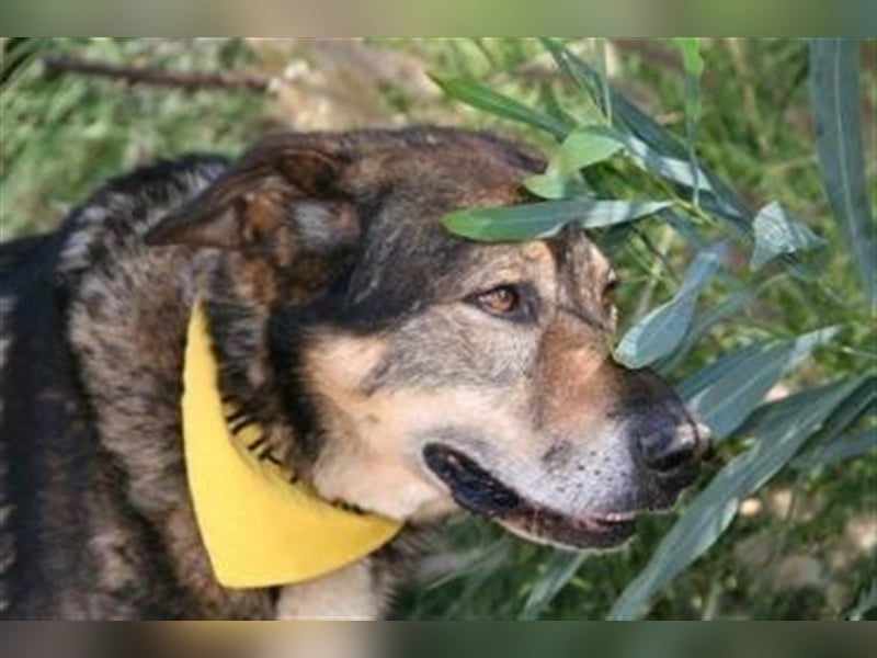 Ray (Spanien) - sucht Zuhause auf dem Land