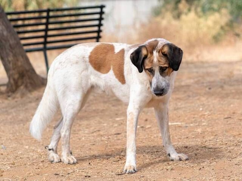 Turrón (Spanien) – wunderschöner Mastín sucht liebevolle Menschen