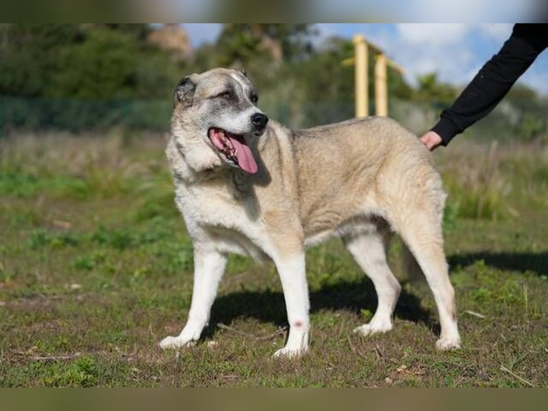 Ananda (Spanien) - eine entspannte Mastin-Mischlingshündin sucht IHR Zuhause