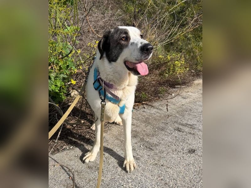 Nina (Spanien) – schüchterne Mastin-Hündin möchte dein Herz erobern