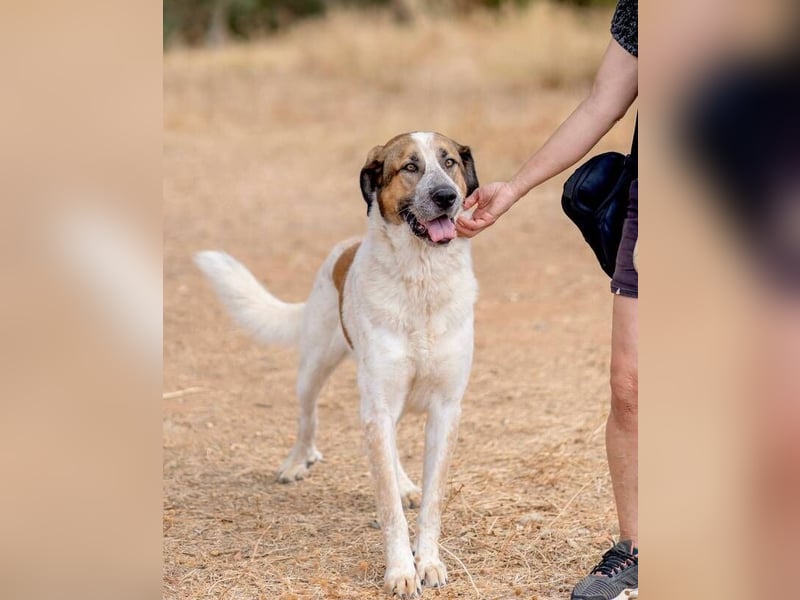 Turrón (Spanien) – wunderschöner Mastín sucht liebevolle Menschen