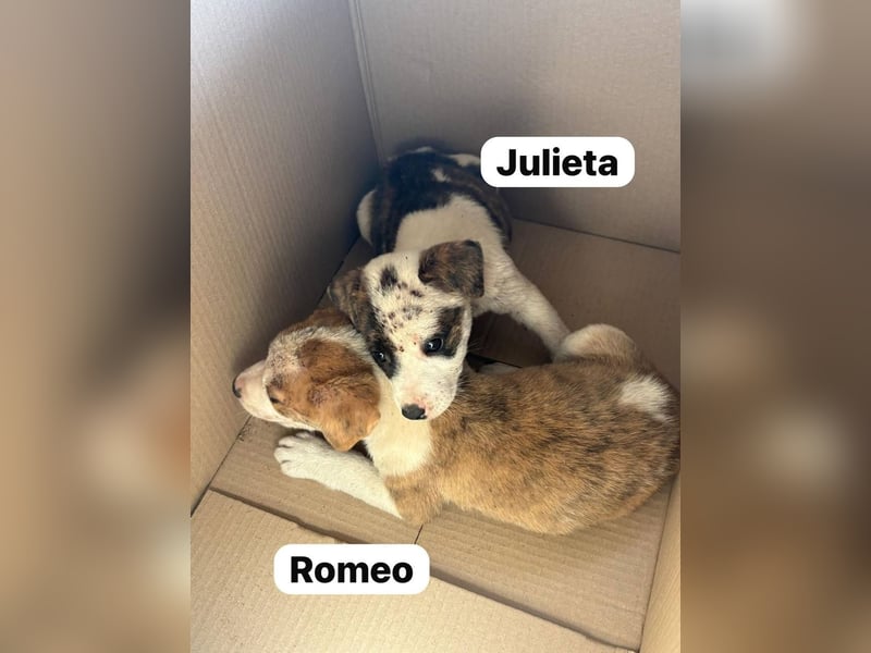 Julieta und Romeo