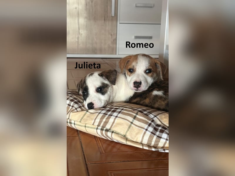 Julieta und Romeo