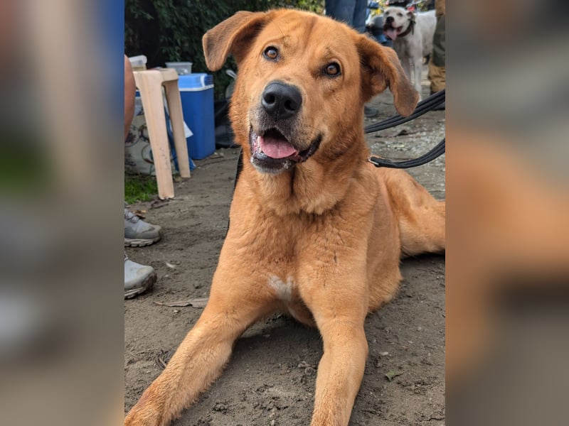 Noa sanfter Riese sucht seine Familie