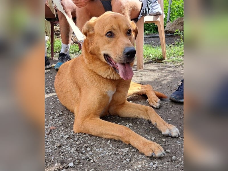 Noa sanfter Riese sucht seine Familie