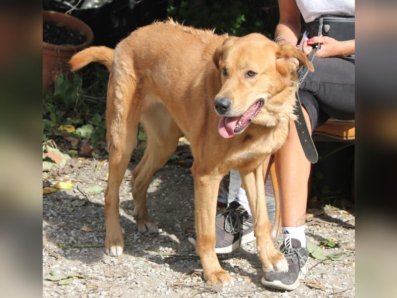 Noa sanfter Riese sucht seine Familie