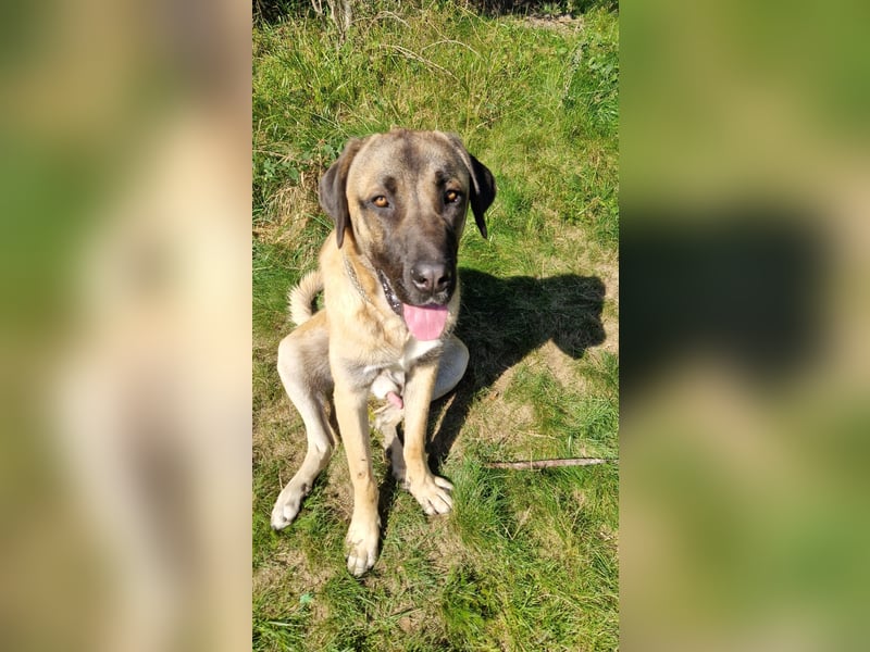 * RESERVIERT * Kangal-Mastin Espanol-Mix Rüde Oscar, 11 Monate, sucht sein Zuhause