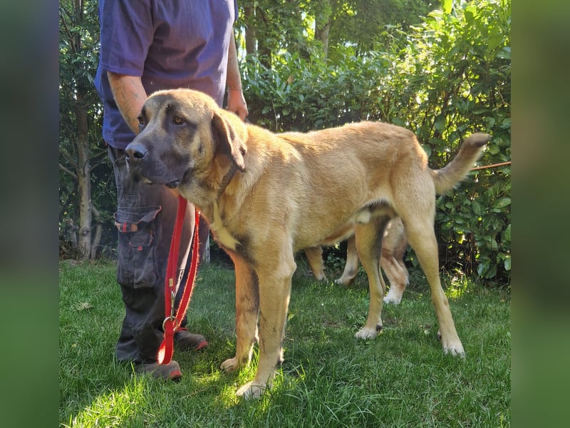 * RESERVIERT * Kangal-Mastin Espanol-Mix Rüde Oscar, 11 Monate, sucht sein Zuhause