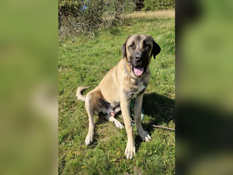 * RESERVIERT * Kangal-Mastin Espanol-Mix Rüde Oscar, 11 Monate, sucht sein Zuhause
