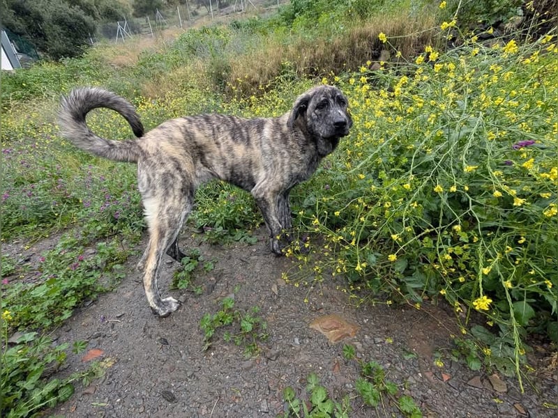 Chanel - das zarte Blümchen