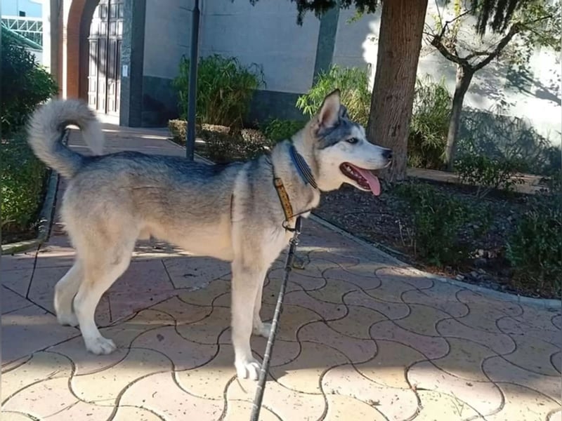 Lope - sanfter Riese im Husky-Look sucht sein großes Glück