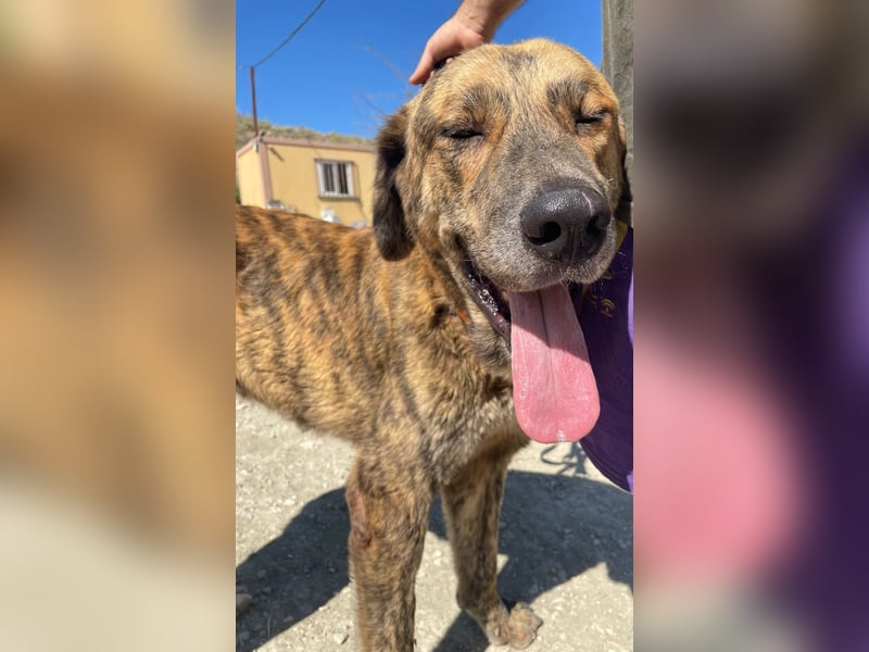 Dino, ein gestromter toller Bube