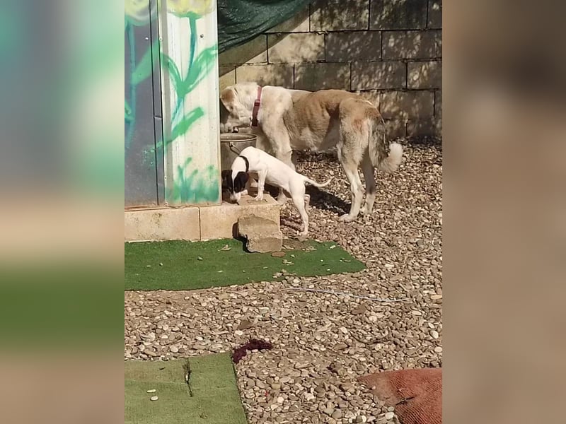 Dulce, findet kleine Hunde super