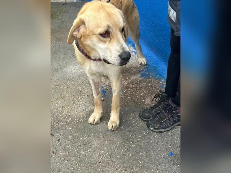 Dolce, ein großes Mädchen sucht ihr Für -immer Zuhause