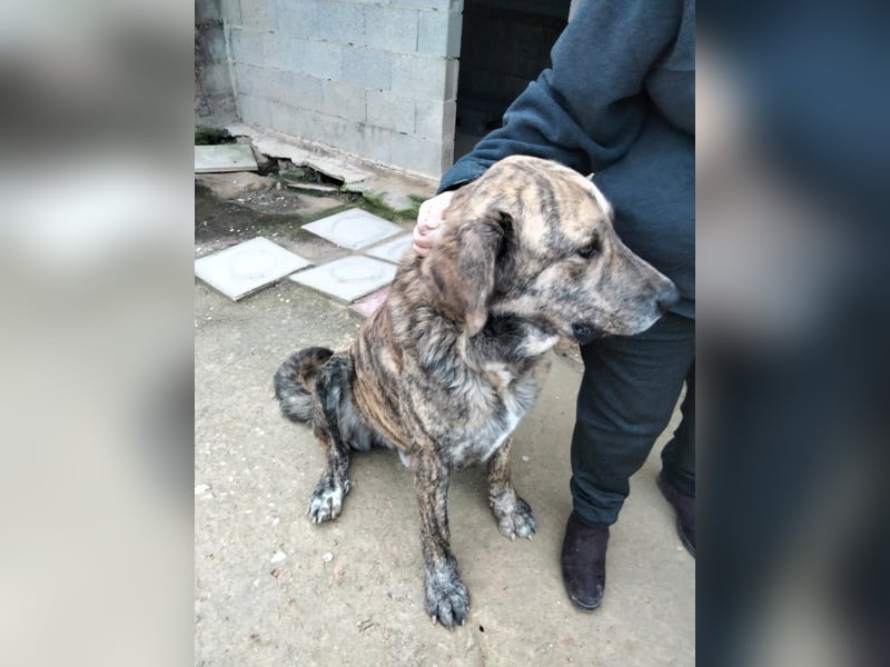 Dino, freundlich und sehr sozial