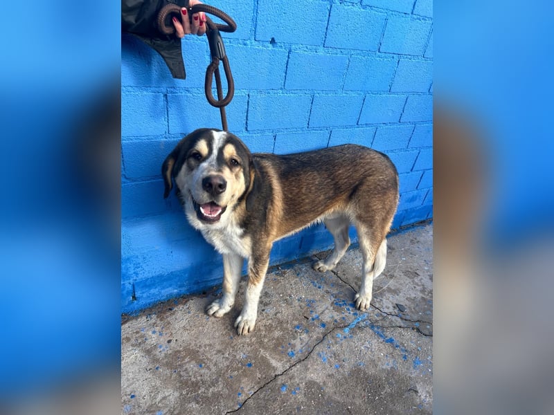 Brioche, ein großer sanfter Riese