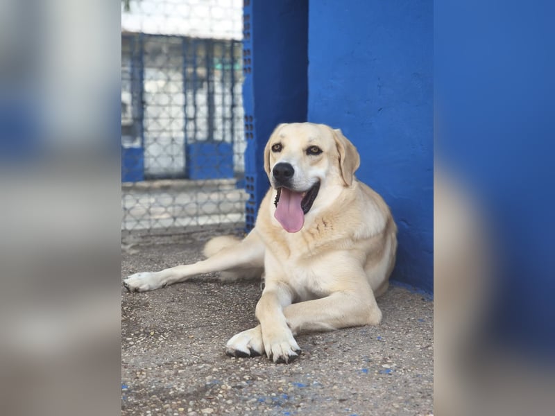 Dolce, ein großes Mädchen sucht ihr Für -immer Zuhause
