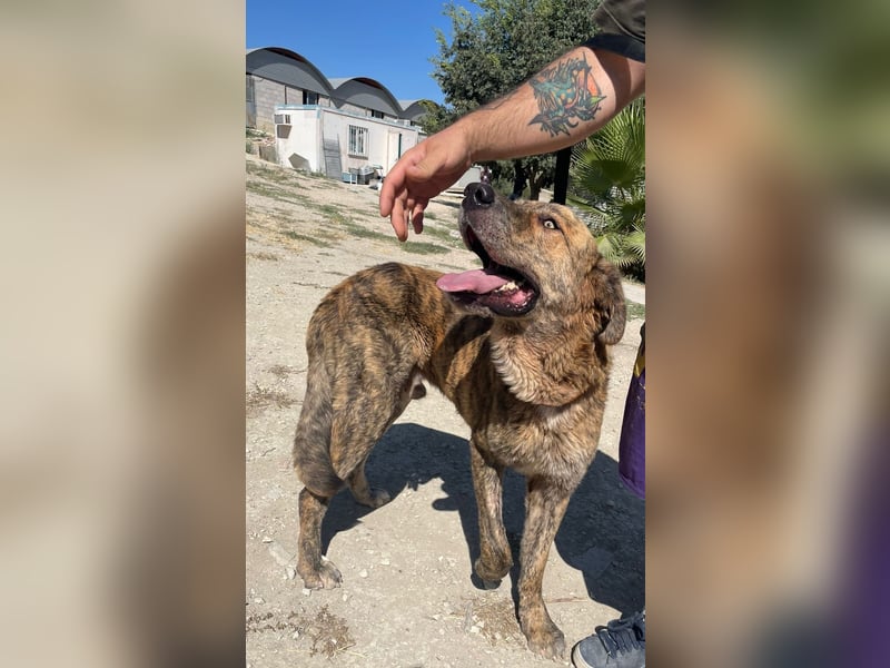 Dino, ein gestromter toller Bube