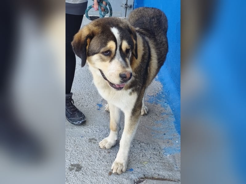 Brioche, ein sanfter Riese sucht sein Für-immer-Zuhause mit großem Körbchen