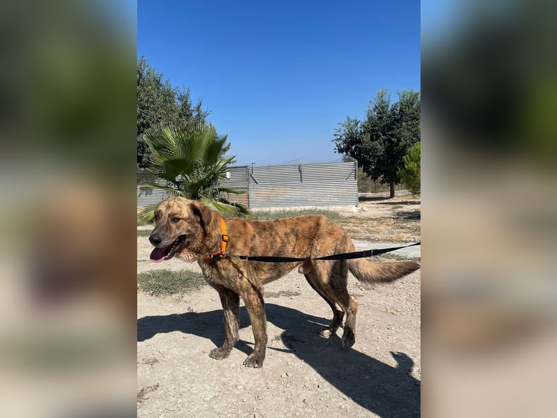 Dino, ein gestromter Kuschelbär