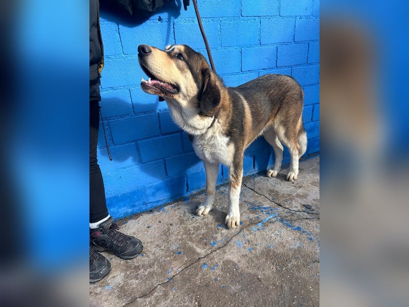 Brioche, ein großer sanfter Riese