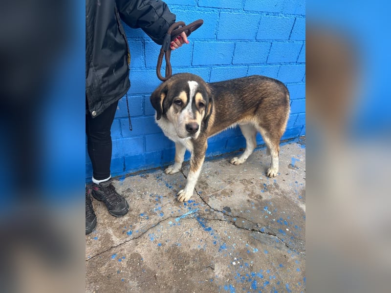 Brioche, ein großer sanfter Riese