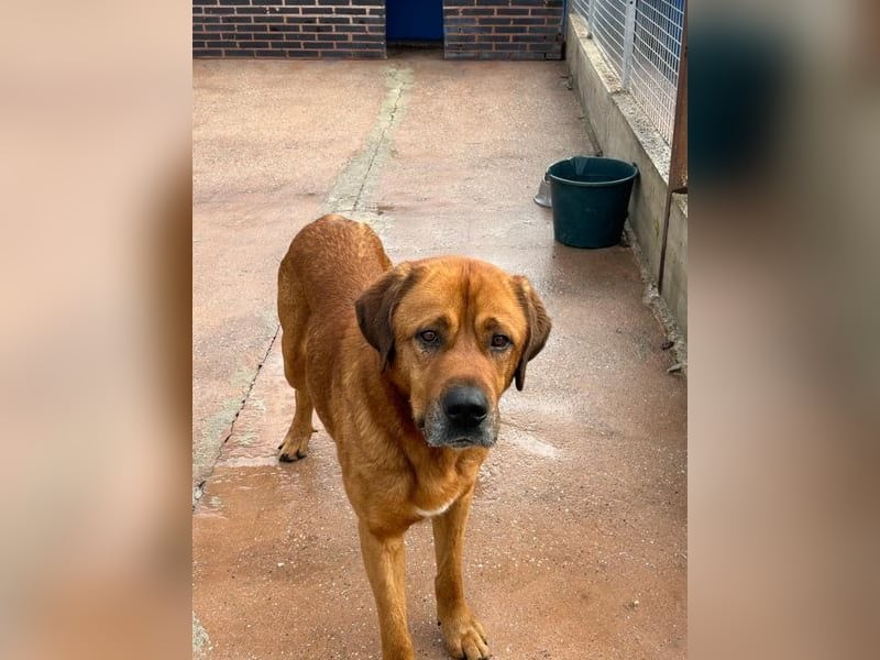 Tommy, ein großer Bär