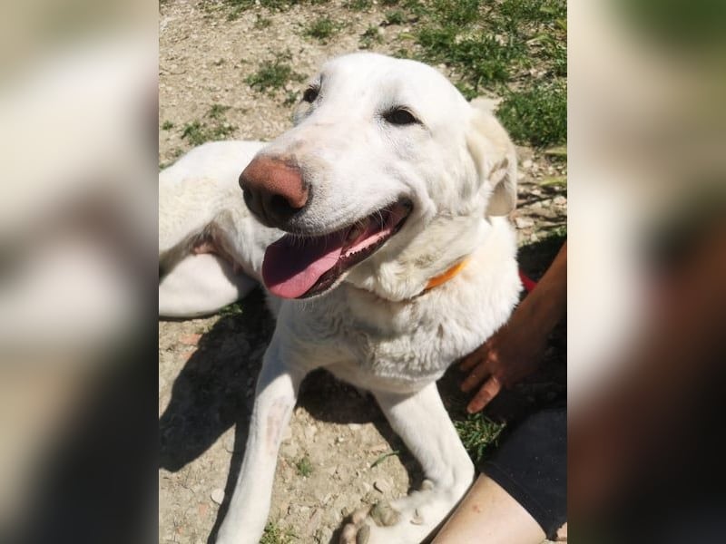 Niebla, unsere große zarte Eisbärin