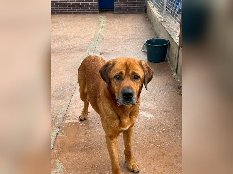 Tommy, ein großer Bär