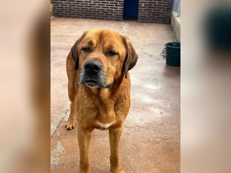 Tommy, brauchst große Hundekumpels