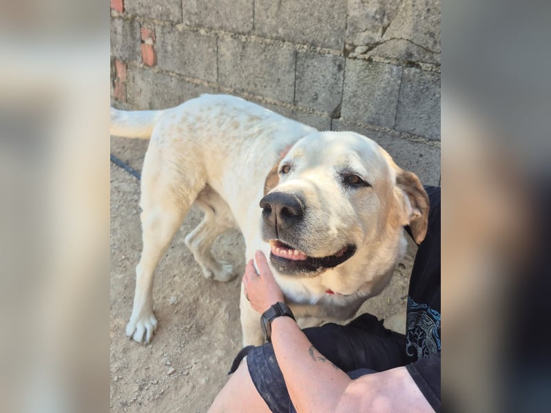 Pepe - ein sanfter Riese sucht sein Zuhause