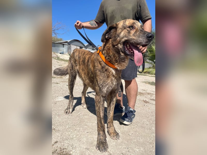 Dino, ein gestromter toller Bube