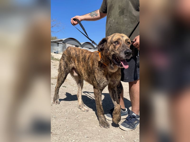 Dino, ein gestromter toller Bube