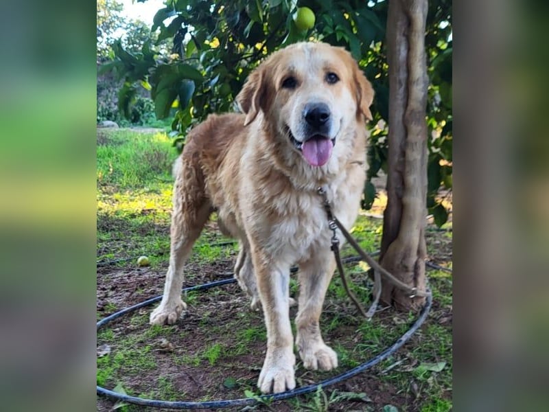 Leon, ein großer sanfter Bär