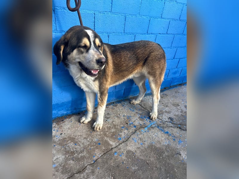 Brioche, ein großer sanfter Riese