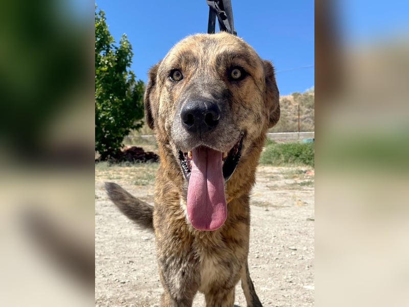 Dino, ein gestromter toller Bube