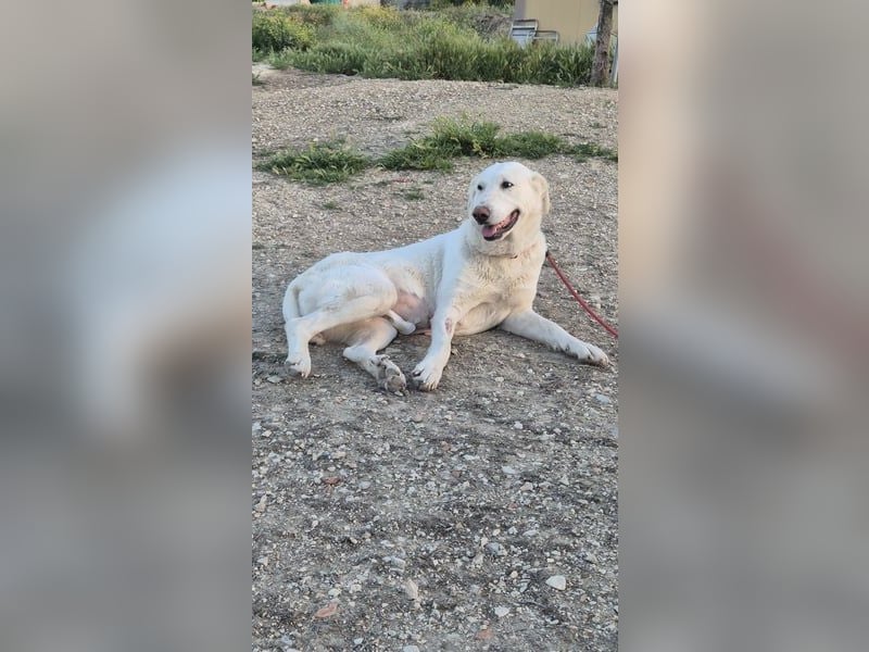 Niebla, unsere große zarte Eisbärin