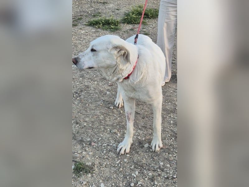 Niebla, unsere große zarte Eisbärin