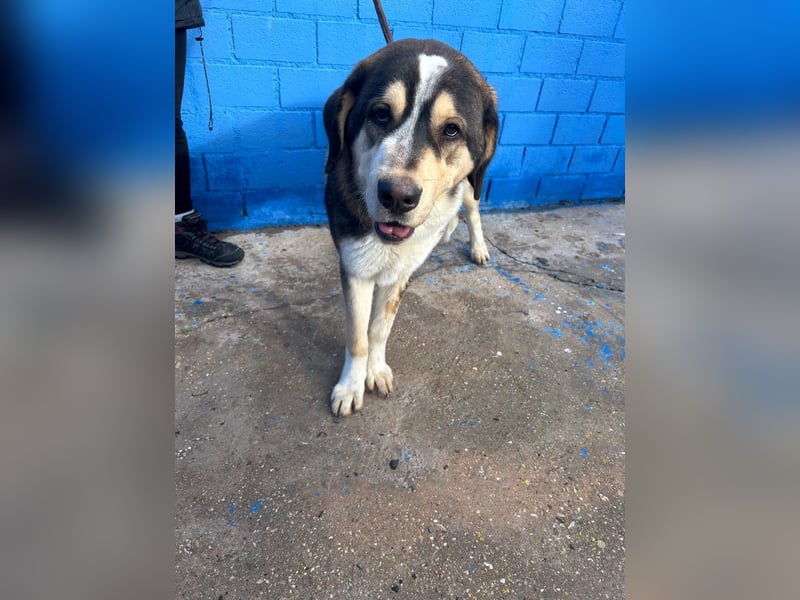 Brioche, ein großer sanfter Riese