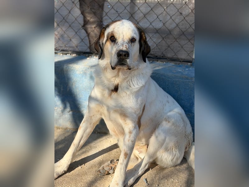 Maya, ein schüchternes großes Mädchen