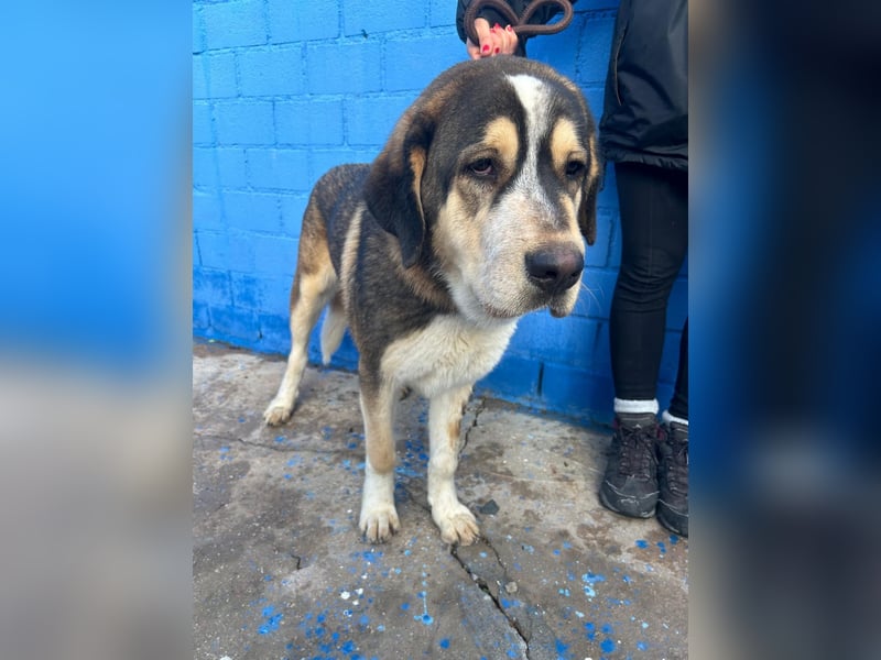 Brioche, ein großer sanfter Riese